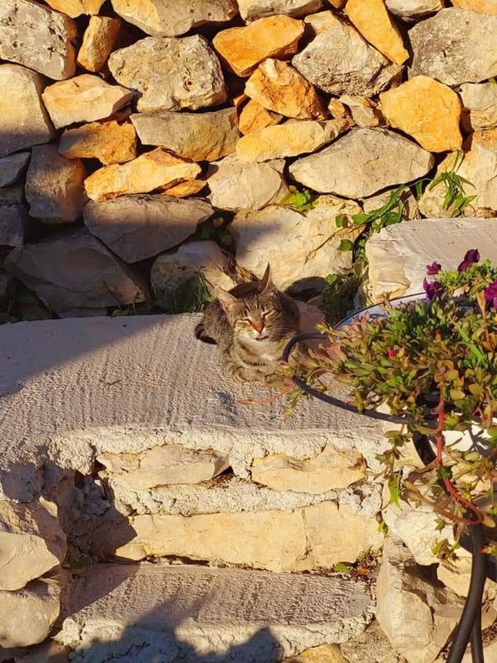 Moja Posebna Kuca Na Osami Kraj Mora Villa Vis Rom bilde